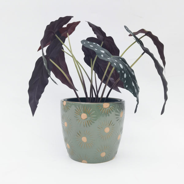 Turquoise Daisy Pot | Large