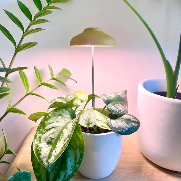 Instant Sun Grow Lamp | We The Wild