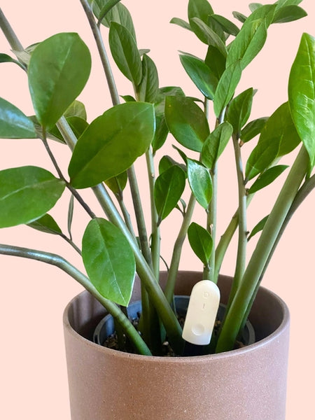 Moisture Meter | We The Wild