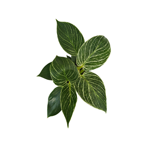 Philodendron Birkin | 130mm