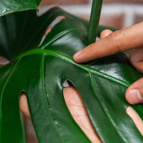 Protect Neem Spray | We The Wild