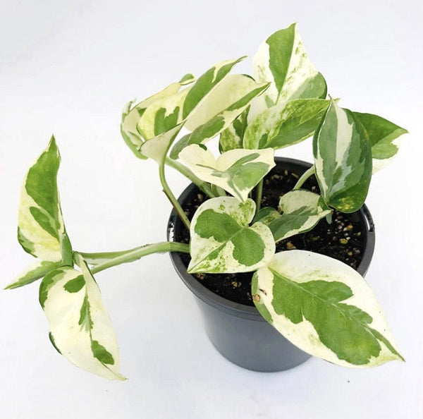 Epipremnum 'Snow Queen' | 100mm