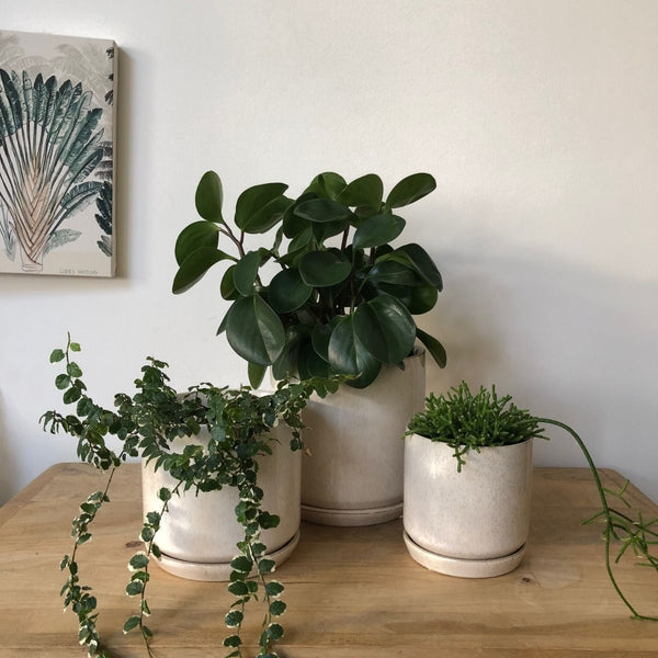 Sandstorm Oslo Pot | Small