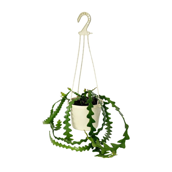 Zig Zag Cactus 'Epiphyllum anguliger'  | 150mm