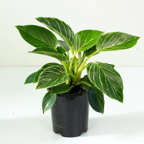 Philodendron Birkin | 130mm