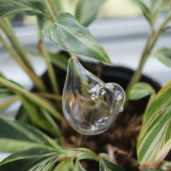 Plant Water Bubble | Bird