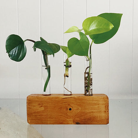 Propagation Station | Test Tube