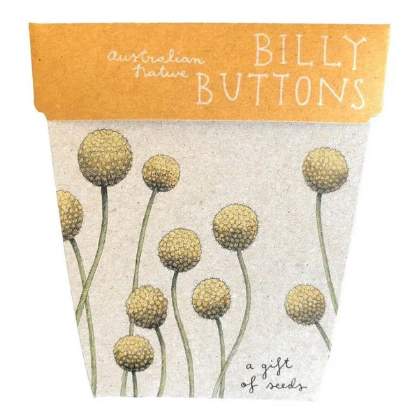 Billy Button Seeds Card | Sow n Sow