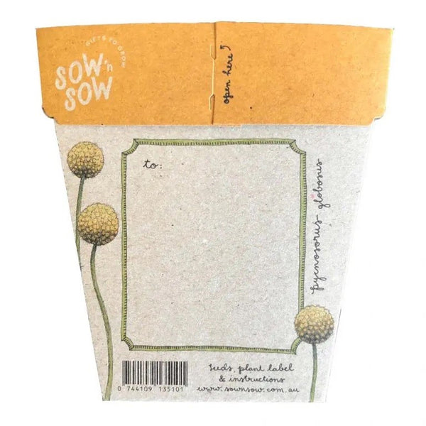 Billy Button Seeds Card | Sow n Sow
