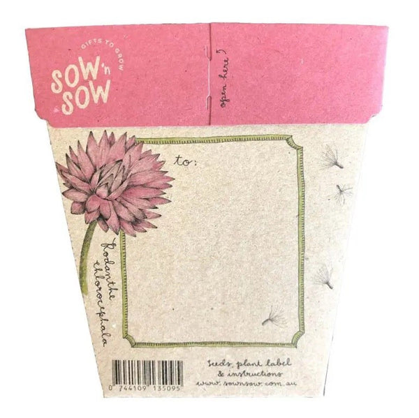 Everlasting Daisy Gift of Seeds Card | Sow n Sow