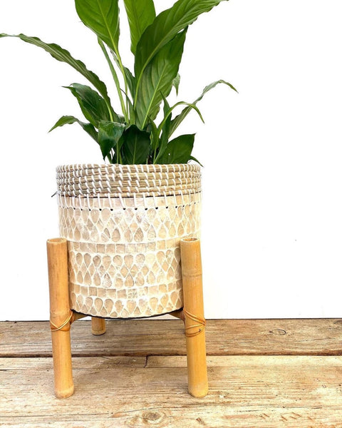 Odawa Capiz Shell Planter | Large