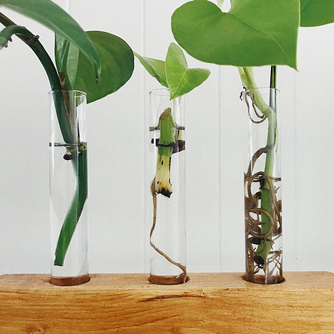 Propagation Station | Test Tube