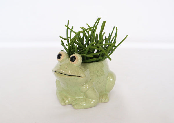 Frog Pot | Small