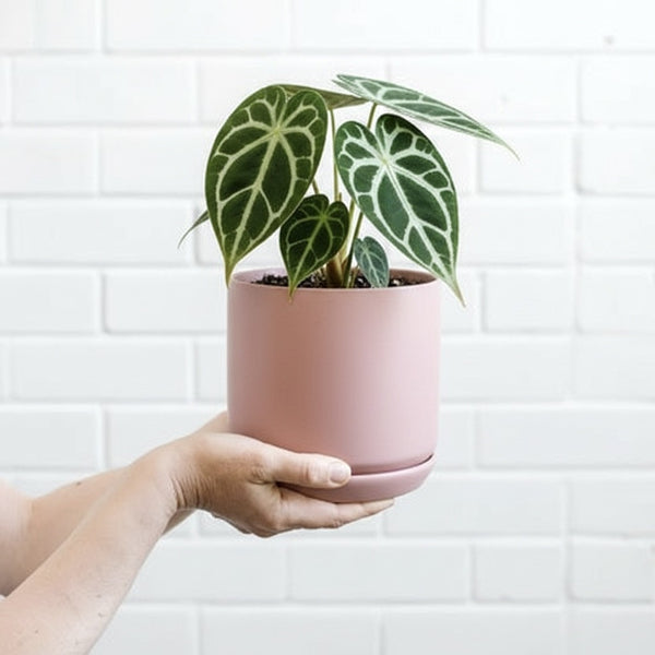 Dusty Rose Oslo Pot