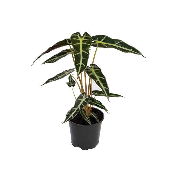 Alocasia Bambino | 120mm