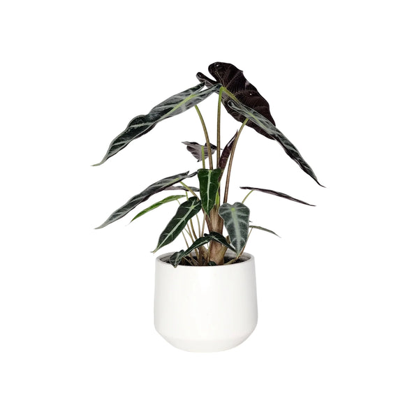 Alocasia Bambino | 120mm