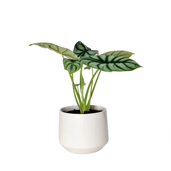 Alocasia Silver Dragon | 120mm