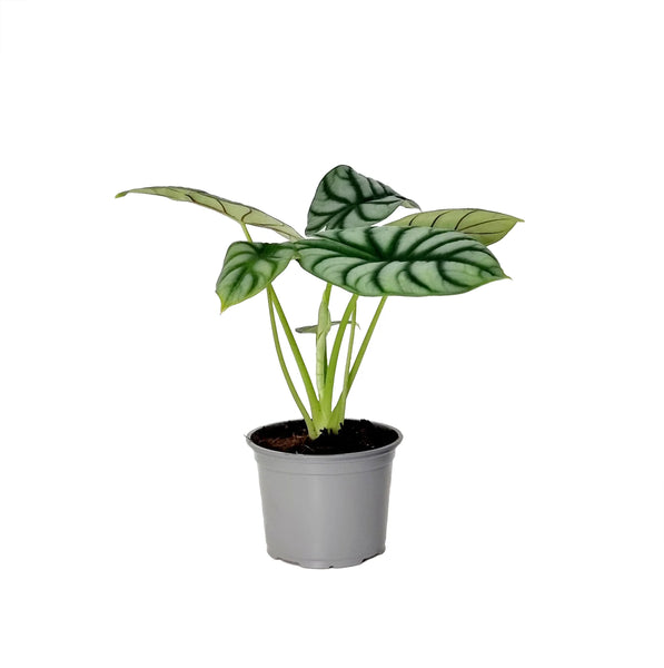 Alocasia Silver Dragon | 120mm