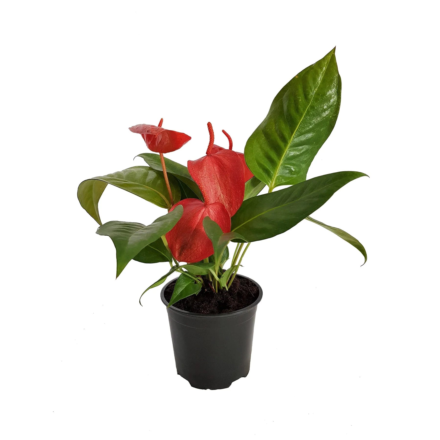 Anthurium Scherzerianum | 120mm