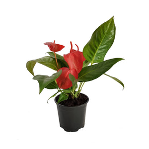 Anthurium Scherzerianum | 120mm