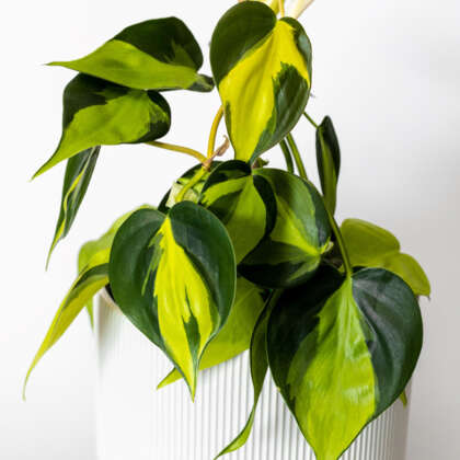 Philodendron Brasil | 130mm