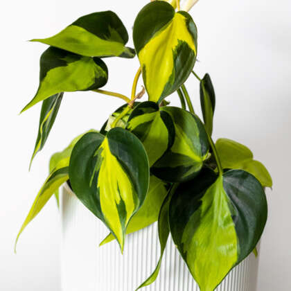 Philodendron Brasil | 100mm