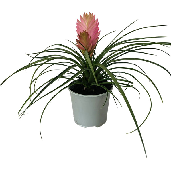 Bromeliad Tillandsia Cyanea | 130mm