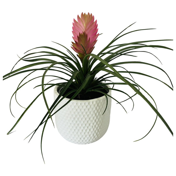 Bromeliad Tillandsia Cyanea | 130mm