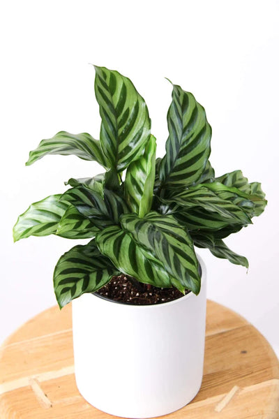 Calathea Freddy | 130mm