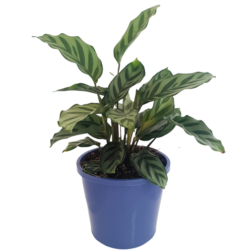 Calathea Freddy | 130mm