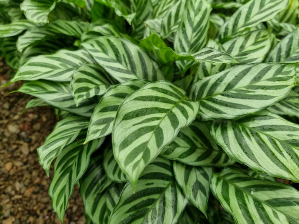 Calathea Freddy | 130mm