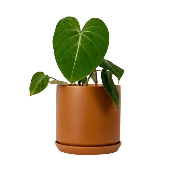Cinnamon Oslo Pot