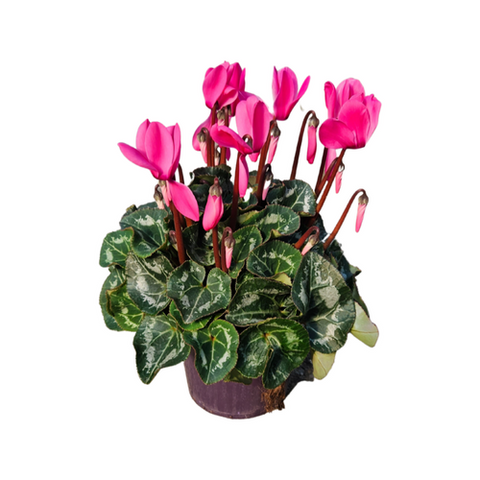 Cyclamen (Assorted Colours) | 130mm