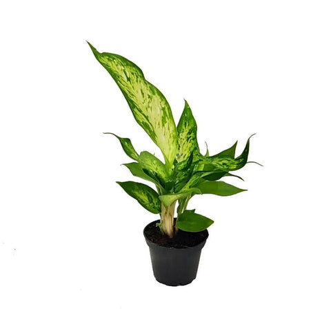 Dieffenbachia (Assorted) | 70mm