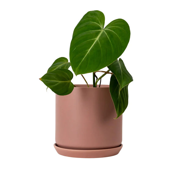 Dusty Rose Oslo Pot
