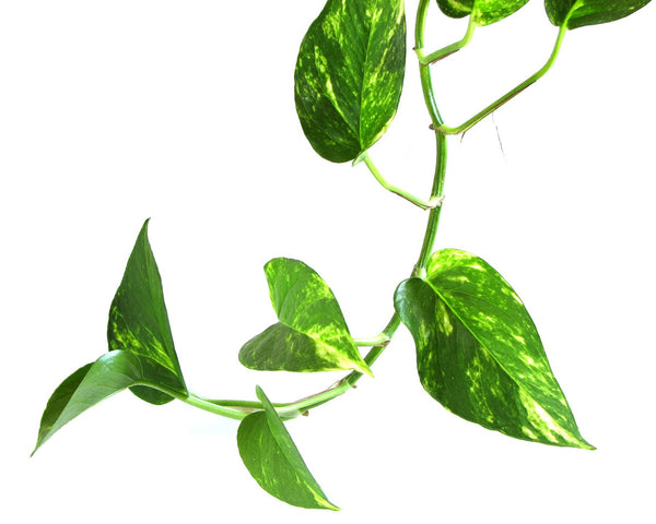 Epipremnum Aureum 'Devils Ivy'  | 100mm