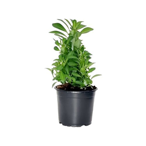Euphorbia Trigona | 120mm