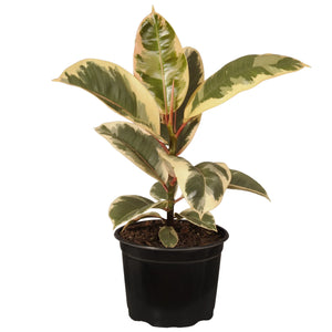 Ficus Tineke | 100mm