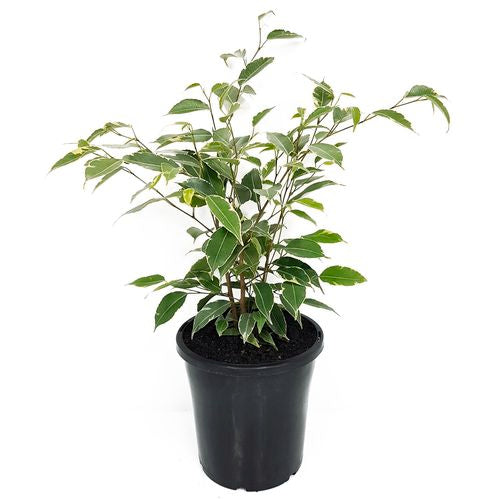 Ficus Benjamin Variegated | 130mm