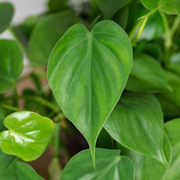 Philodendron 'Heart Leaf' | 130mm