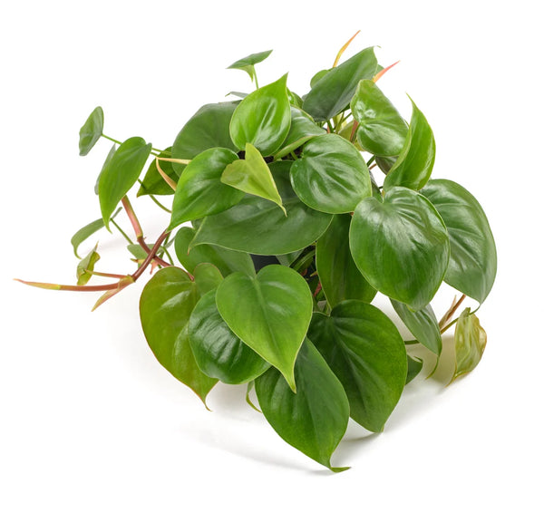 Philodendron 'Heart Leaf' | 130mm