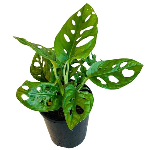 Monstera 'Monkey Mask' | 100mm