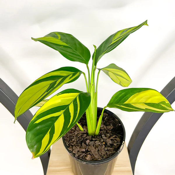 Ctenanthe Golden Mosaic | 130mm