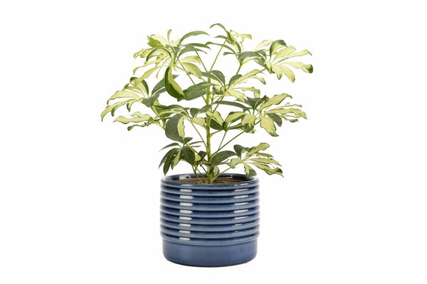 Burgon & Ball Large Oslo Pot