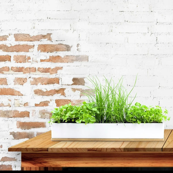 Micro Herbs Windowsill Kit | Urban Greens