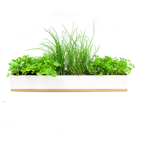 Micro Herbs Windowsill Kit | Urban Greens