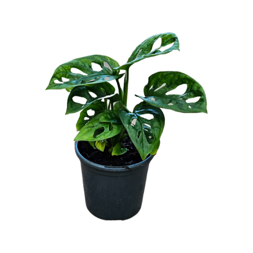 Monstera 'Monkey Mask' | 100mm