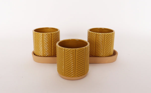 Mustard Zari Pots on Saucer