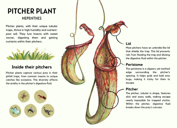 Nepenthes 'Pitcher Plant' (Insectivorous) | 70mm