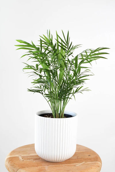 Parlour Palm | 120mm